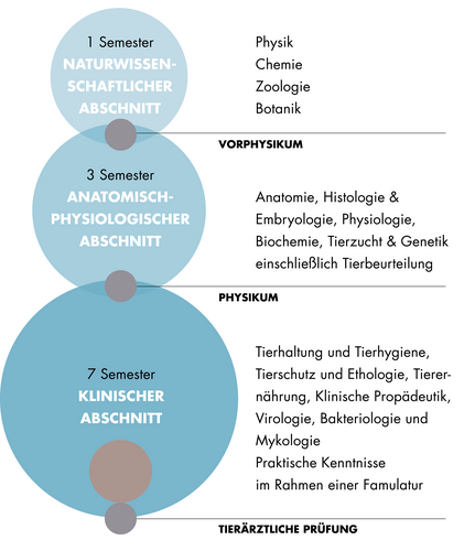 Diese Grafik zeigt den Aufbau des Staatsexamens Veterinärmedizin. Der Aufbau ist auch im Textteil beschrieben.