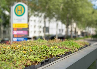 Viele Haltestellendächer in Leipzig sind begrünt. Das schafft einen Ersatzlebensraum für Tiere und Pflanzen, speichert Wasser, filtert Staub und mindert Lärm. (Foto: Saskia Pramor / HTWK Leipzig) Viele Haltestellendächer in Leipzig sind begrünt. Das schafft einen Ersatzlebensraum für Tiere und Pflanzen, speichert Wasser, filtert Staub und mindert Lärm. (Foto: Saskia Pramor / HTWK Leipzig)